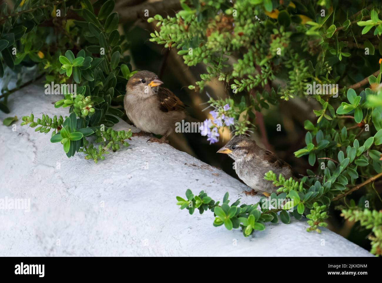 Two House sparrow chicks 'Passer domesticus' sitting on wall beneath green shrub. Young fledgling birds with yellow beak. Dublin, Ireland Stock Photo