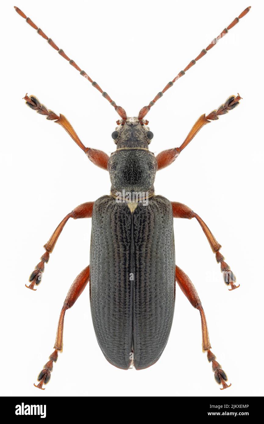 Aquatic leaf beetle species Plateumaris braccata, female. Stock Photo