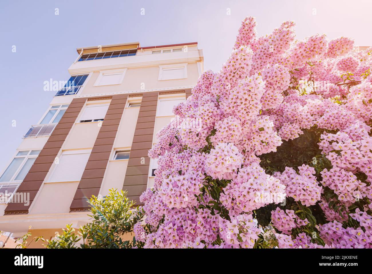 Bougainvillea blooms at the entrance to a house with apartments or a hotel in a tropical resort country. Real estate investments Stock Photo