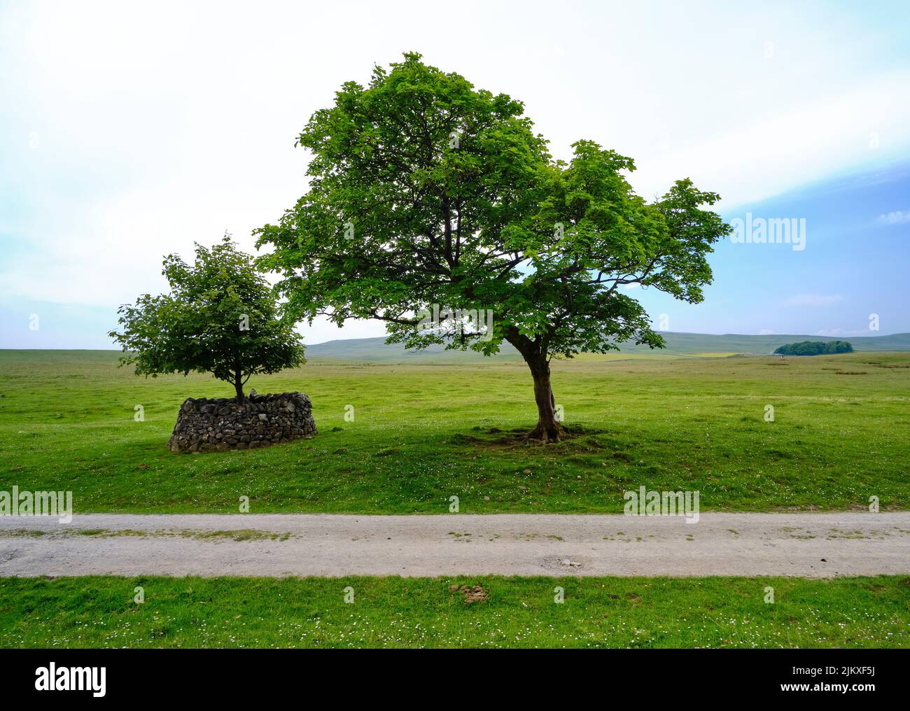 A big and a small tree in the green field in Yorkshire Dales, England