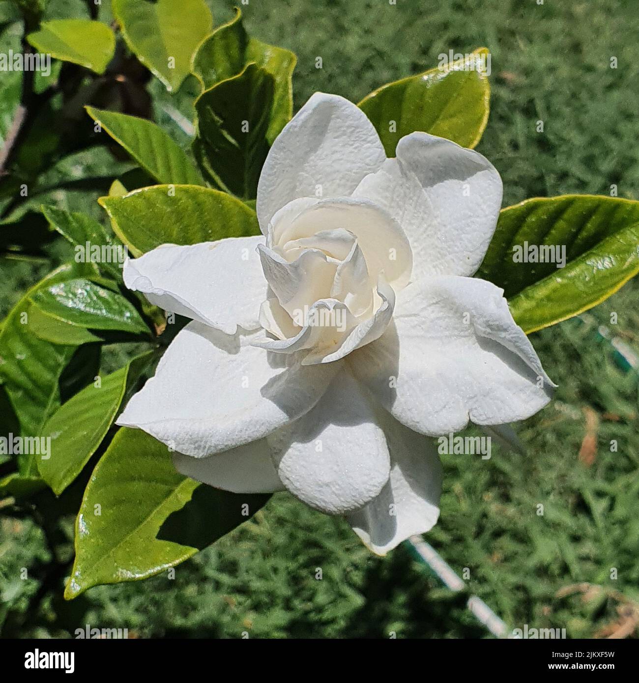 jasmine in bloom in the garden of a house Stock Photo Alamy