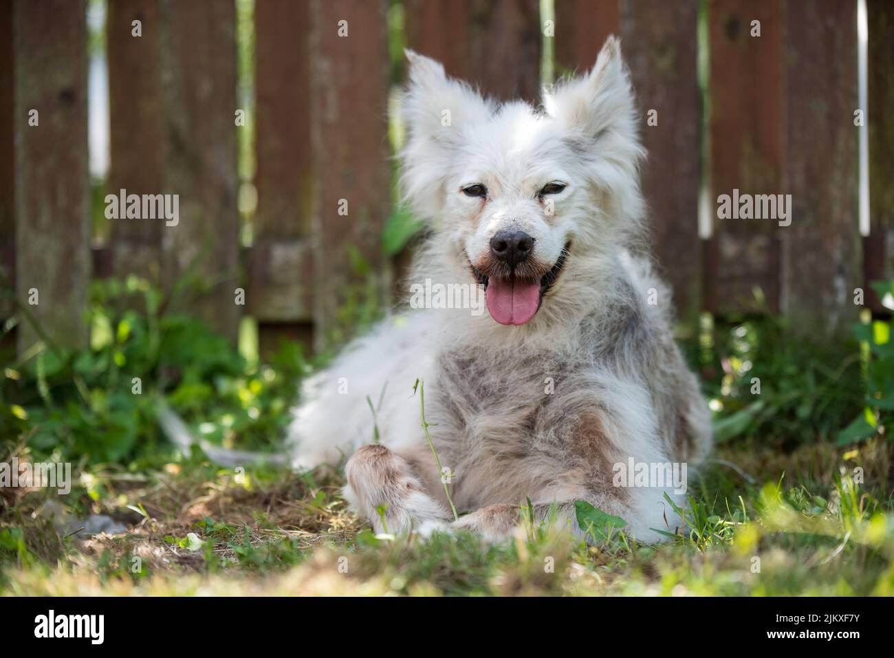 Why Does My Xiasi Dog Itch So Much But Does Not Have Fleas