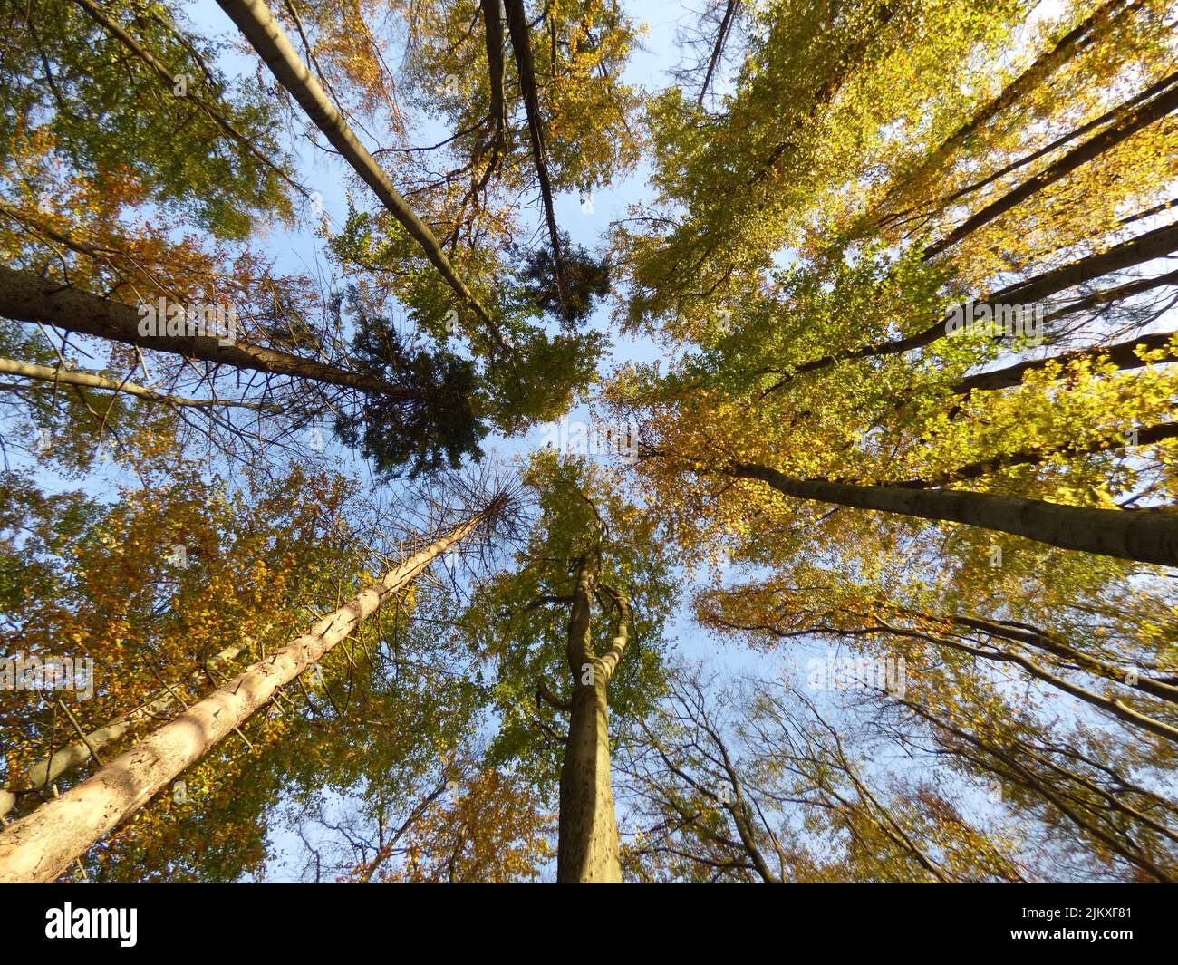 A low angle shot of the autumn trees against the sky. Crown shyness. Stock Photo