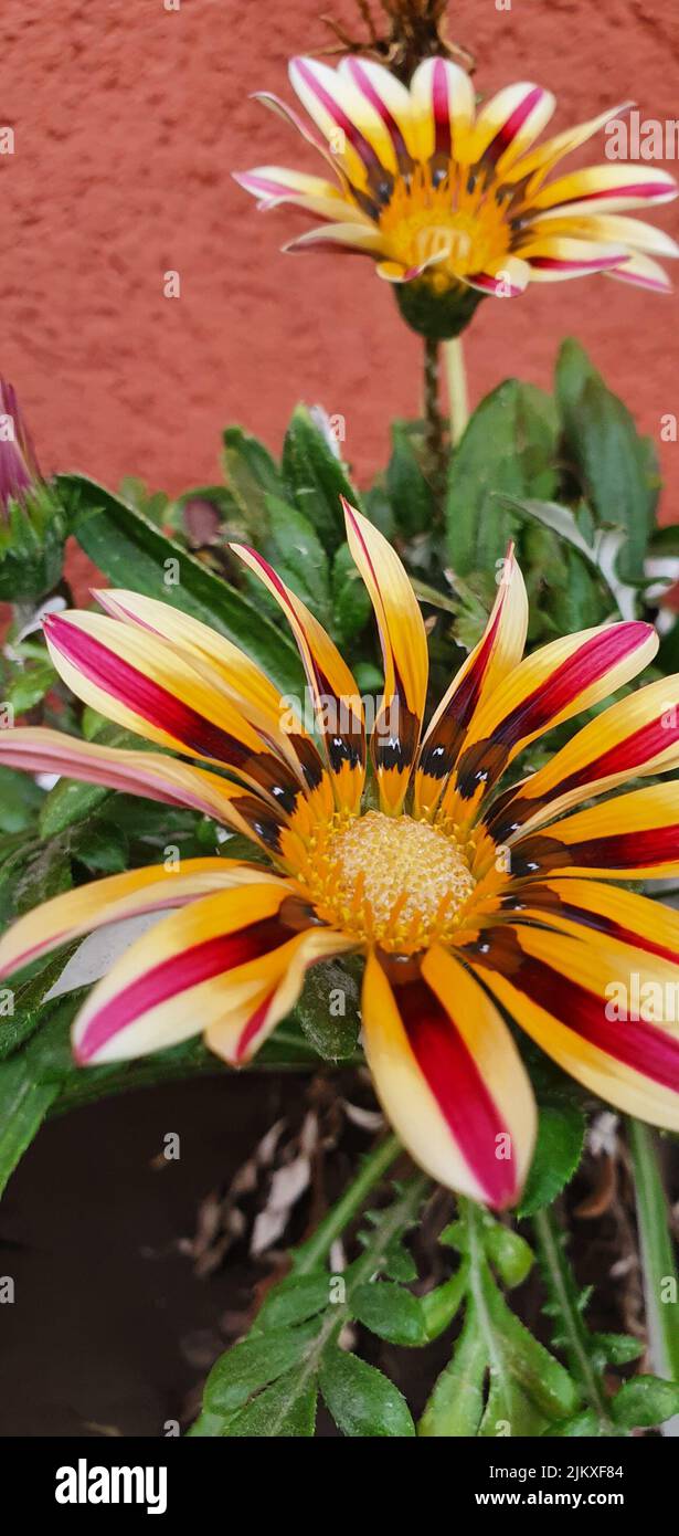 flowering plant with petals of two colors Stock Photo Alamy
