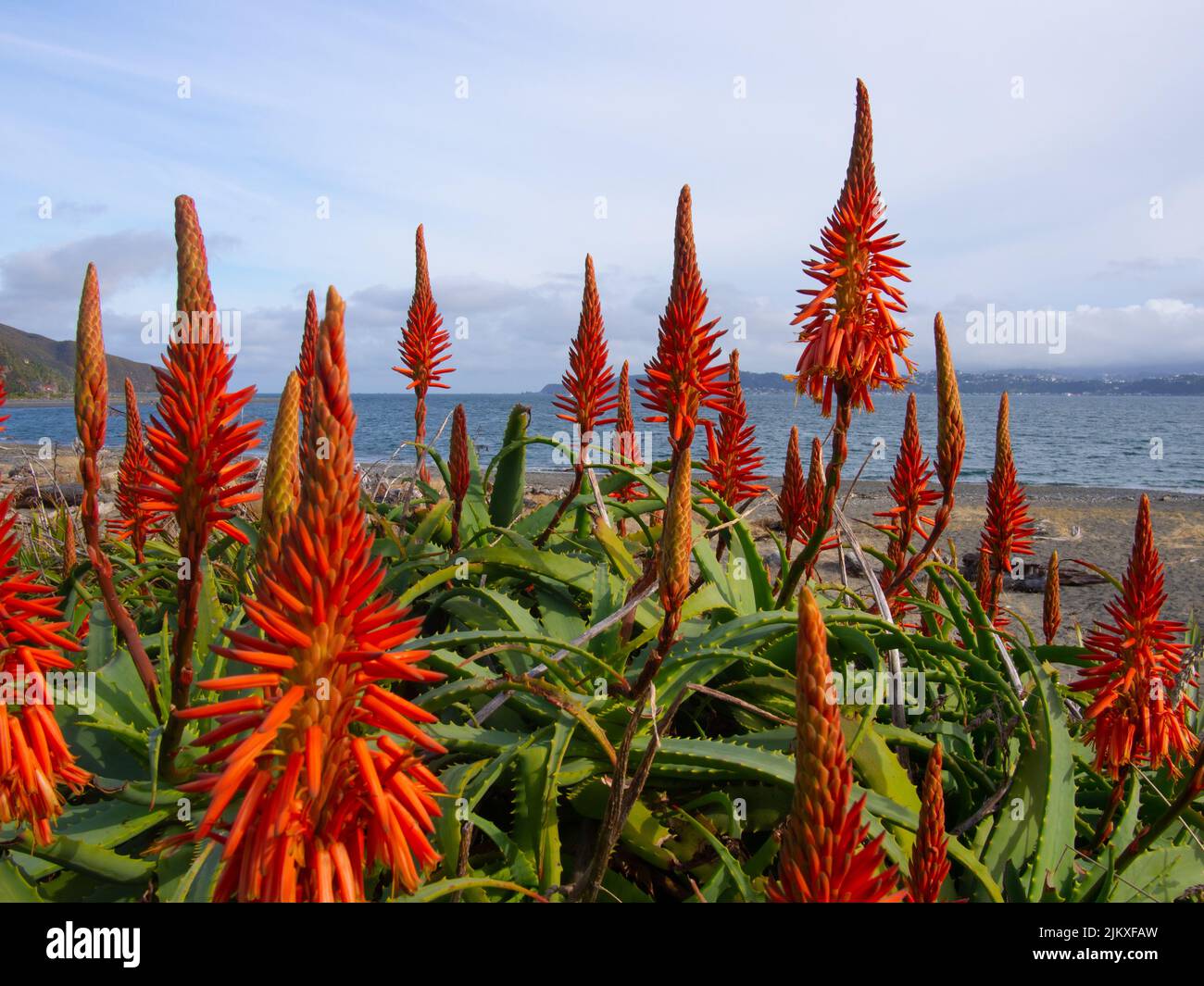 Red Flowers By The Beach Stock Photo