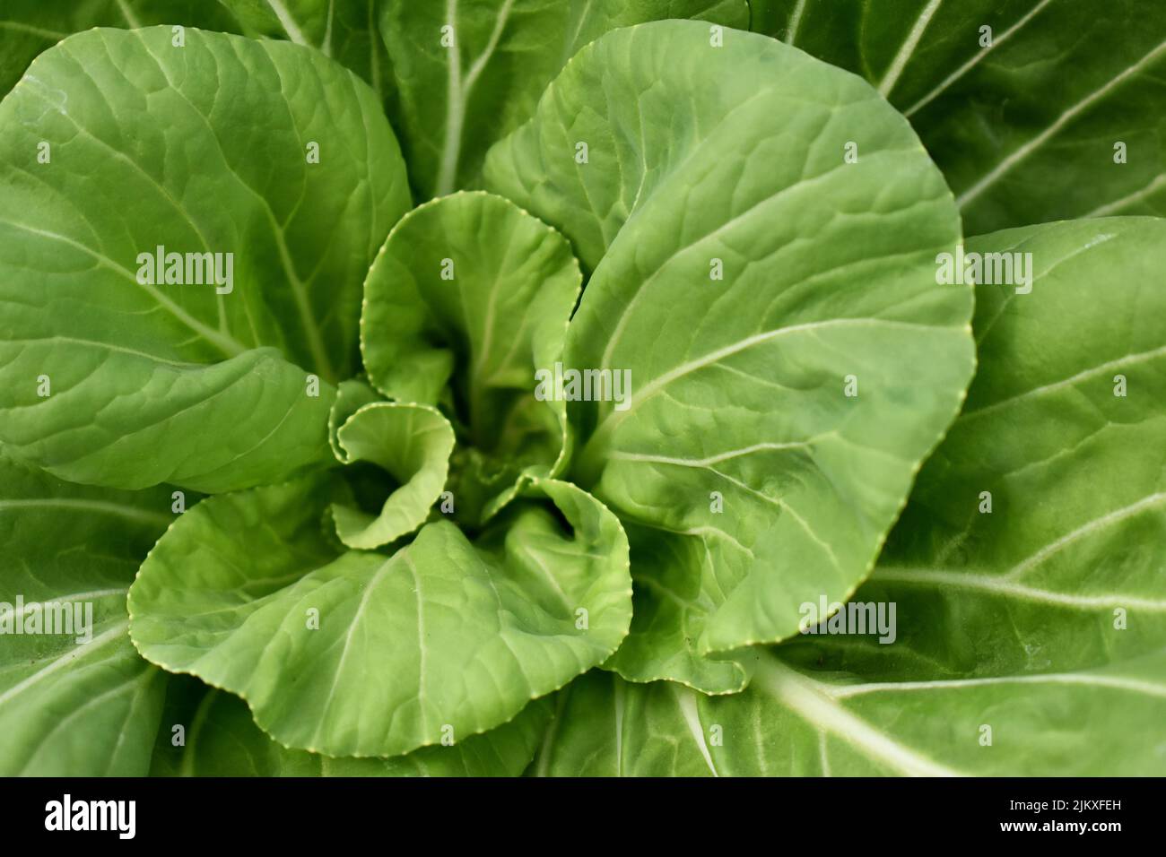 Cabbage lettuce produced in an agroecological garden Stock Photo