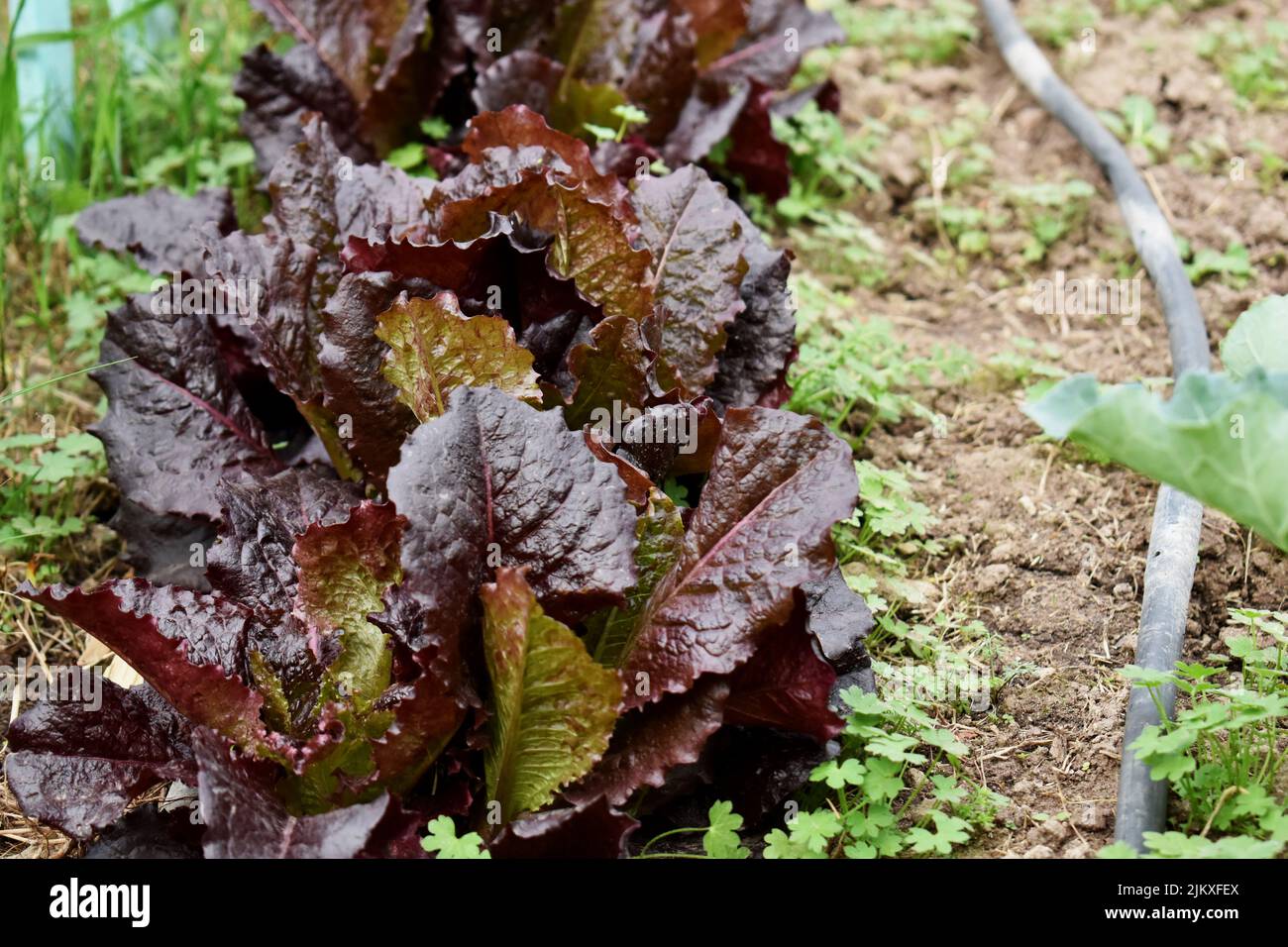 Cabbage lettuce produced in an agroecological garden Stock Photo