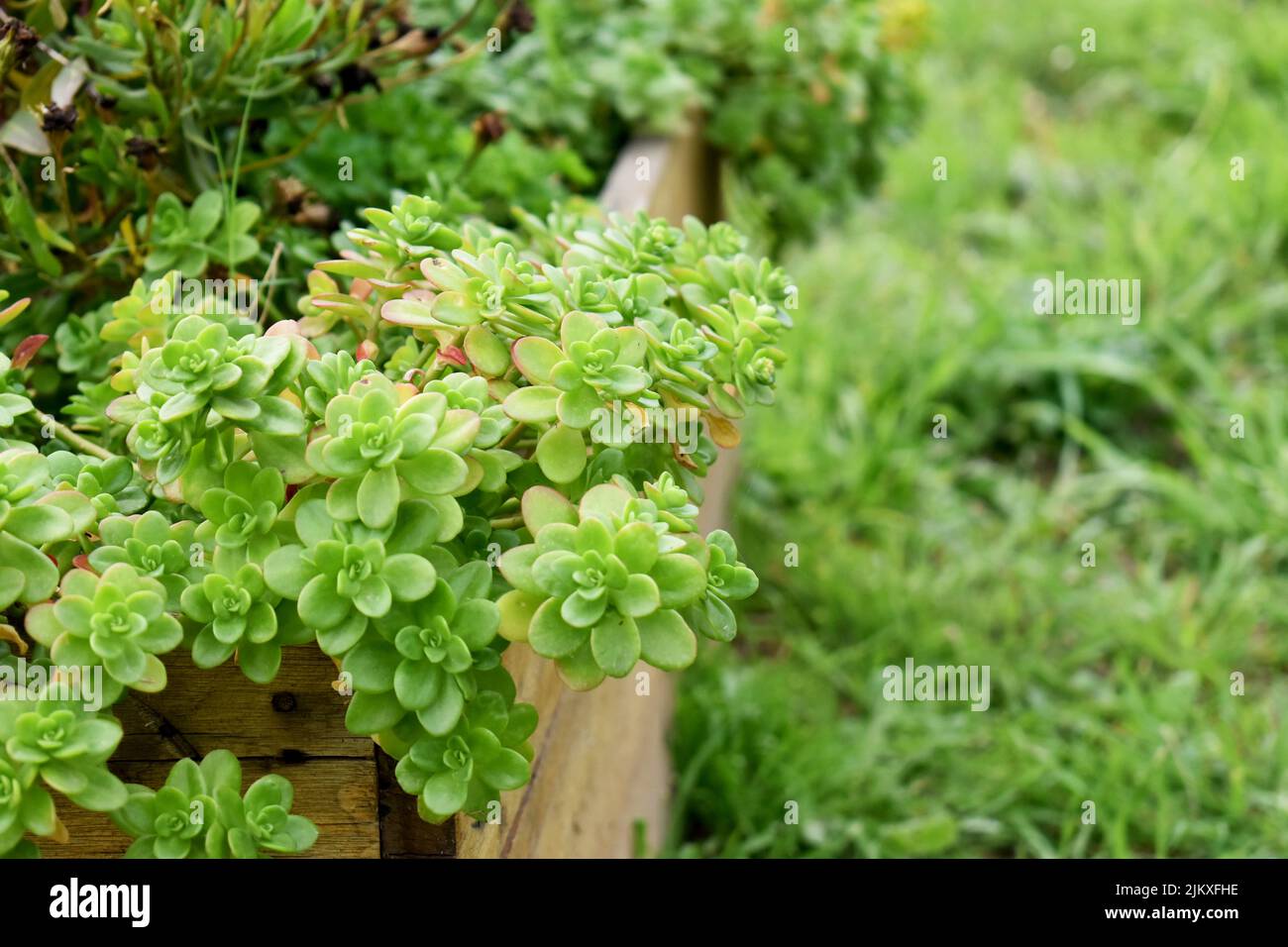 leaves of succulent plant planted in drawer of organic garden Stock Photo