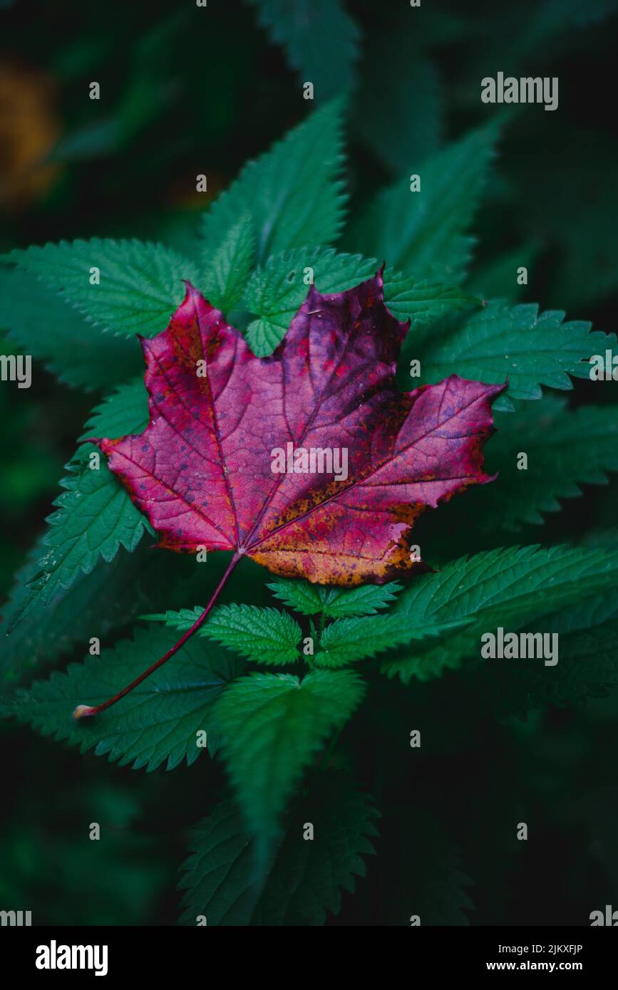 Beautiful red gold maple hi-res stock photography and images - Alamy