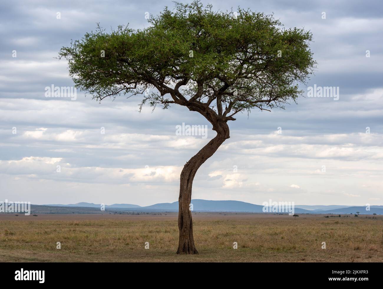 Leaves branches acacia tree hi-res stock photography and images - Alamy
