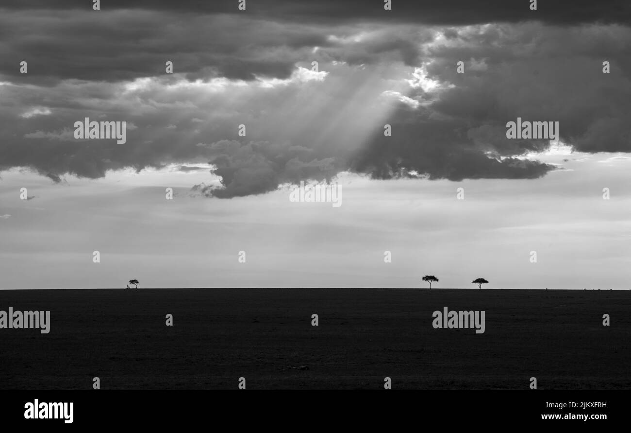 A grayscale shot of the trees in a field against a cloudy sky Stock ...