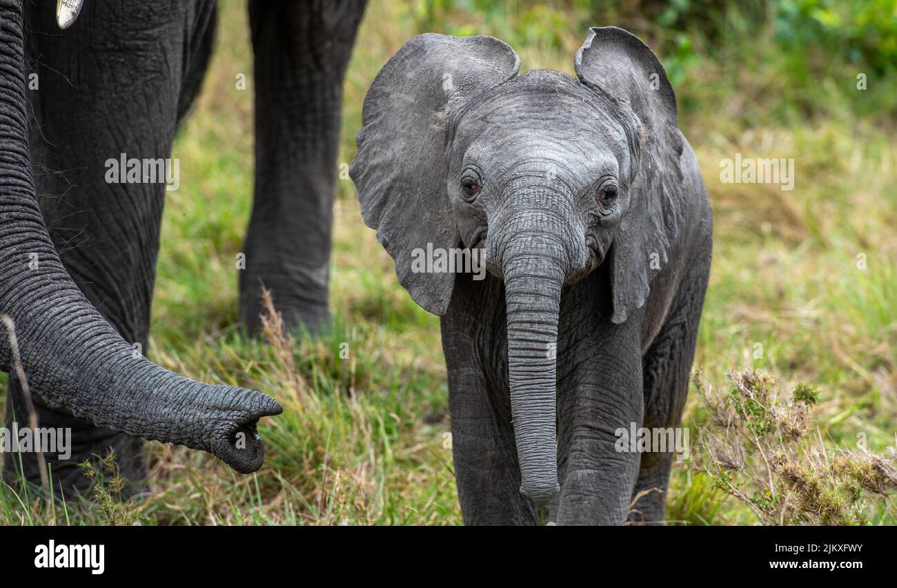 Big Elephant Baby In Hi res Stock Photography And Images Alamy big-elephant-baby-in-hi-res-stock-photography-and-images-alamy