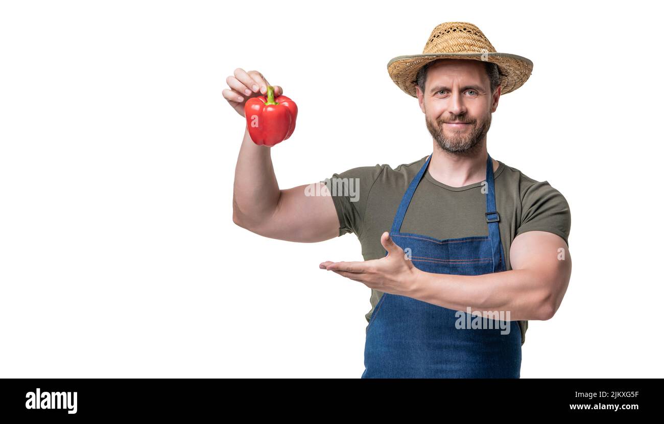 man in apron and hat with sweet pepper vegetable isolated on white. crop Stock Photo