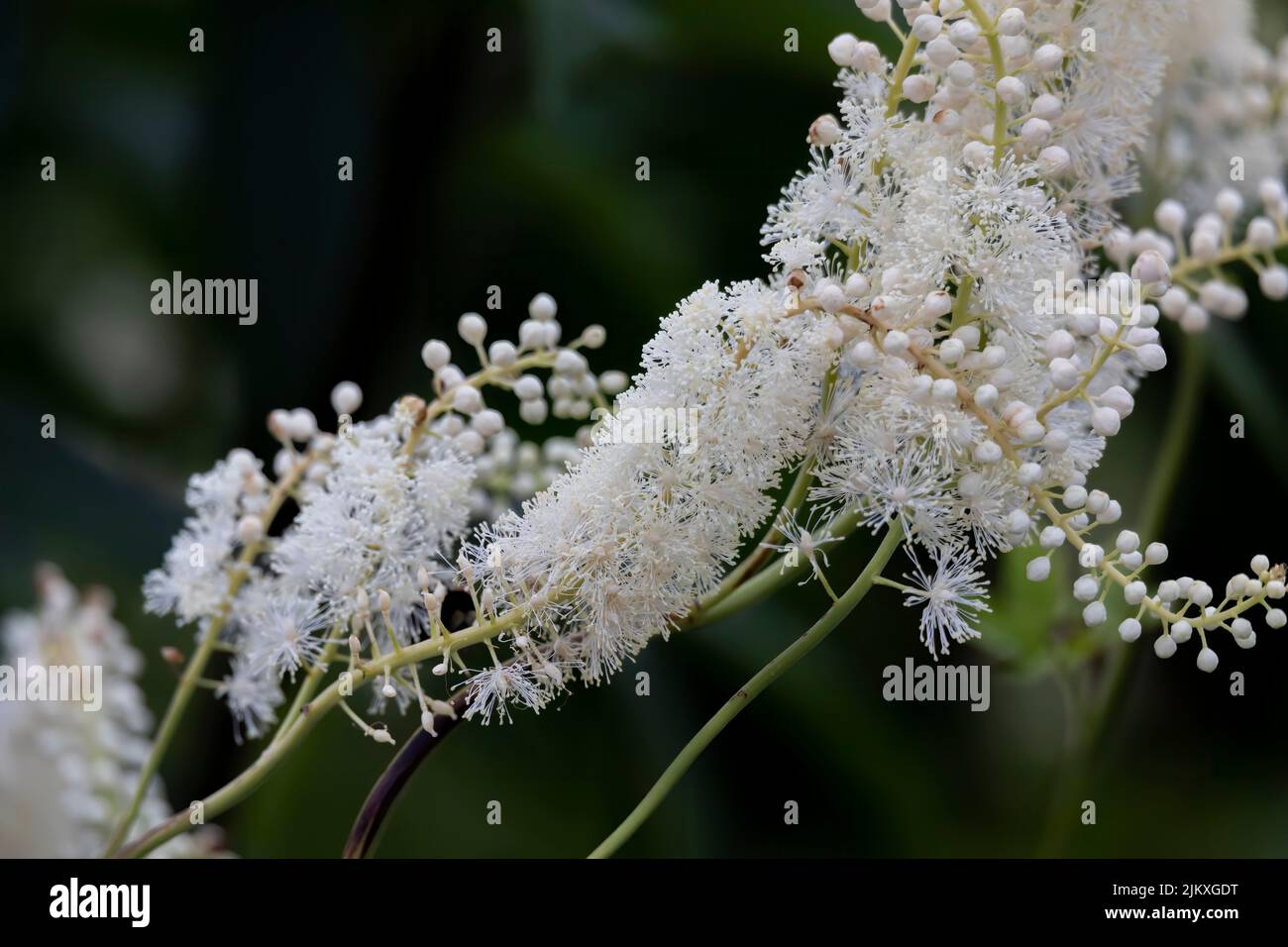 Black snakeroot (Actaea racemosa) known as the black cohosh, black