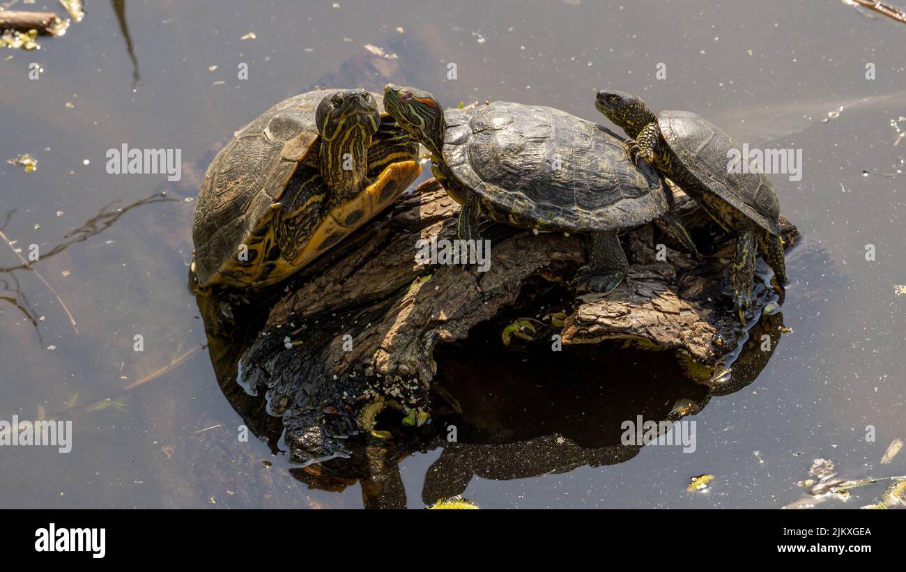 A family of painted turtles on a rock at a pond in the sunlight Stock