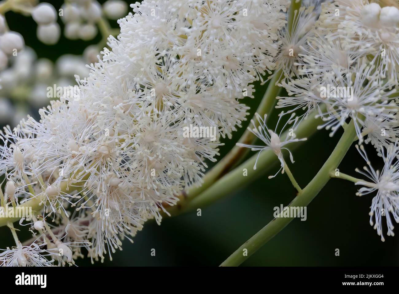 Black snakeroot (Actaea racemosa) known as the black cohosh, black
