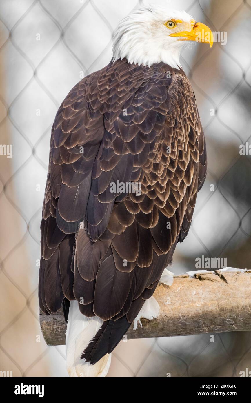 Eagle freedom hi-res stock photography and images - Alamy