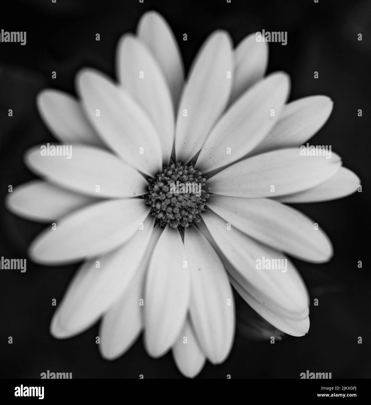 Daisy flower Black and White Stock Photos & Images Alamy
