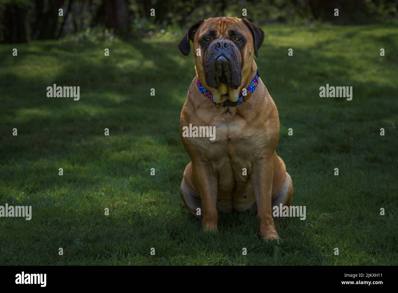 A LARGE BULLMASTIFF WITH BRIGHT ORANGE EYES SITTING IN A DARK GREEN FIELD WEARING A MULTI COLORED COLLAR WITH A BLURRY BACKGROUND Stock Photo