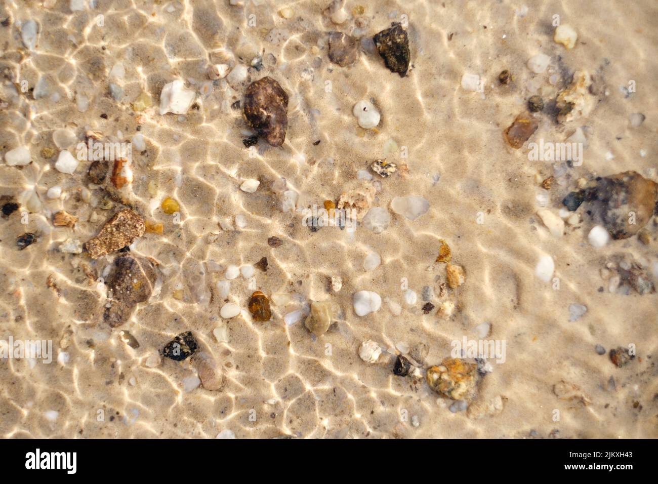 Seashells on a beach in the water, maritime background Stock Photo Alamy