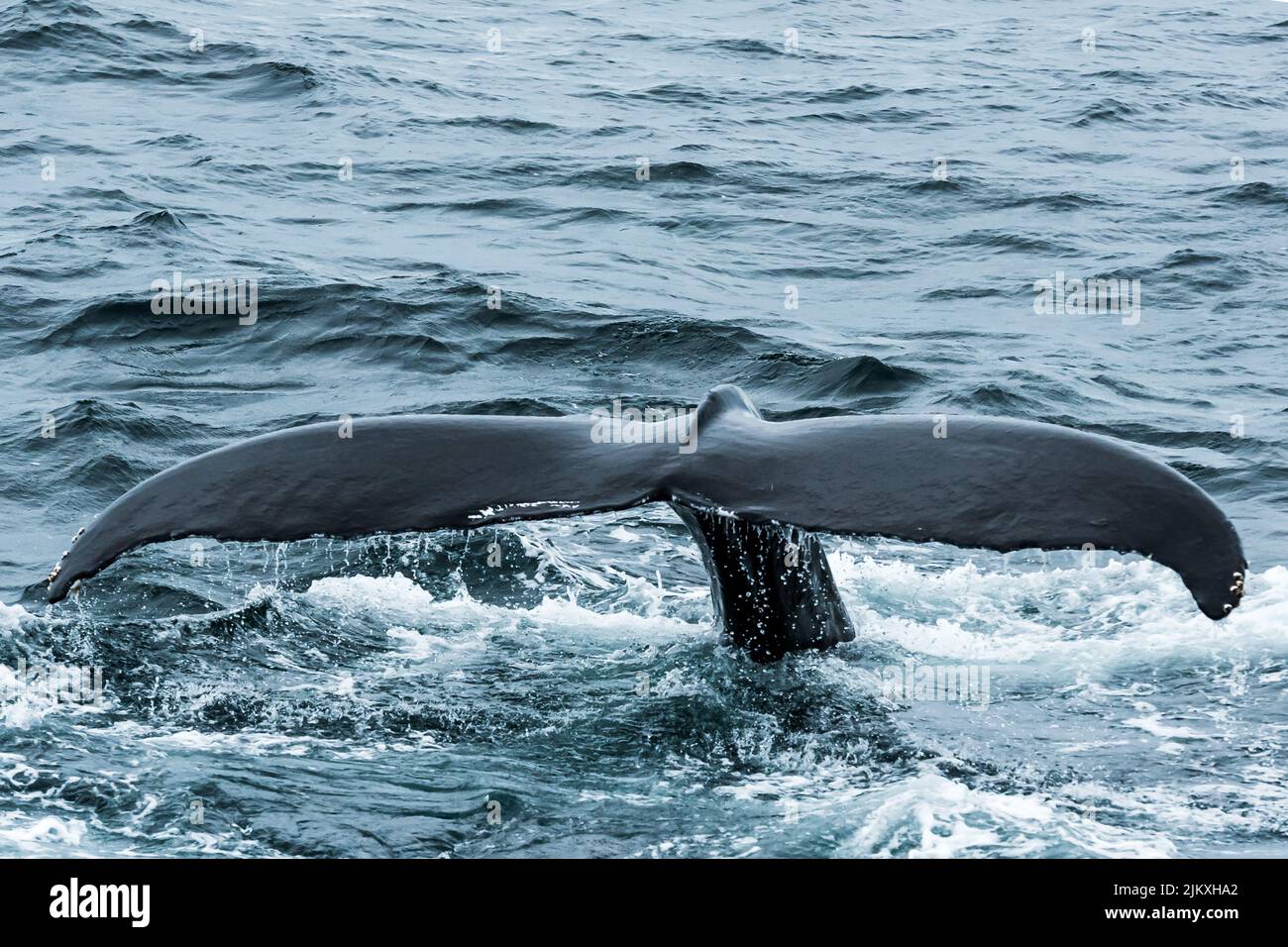 Closeup of a whale tail Stock Photo - Alamy
