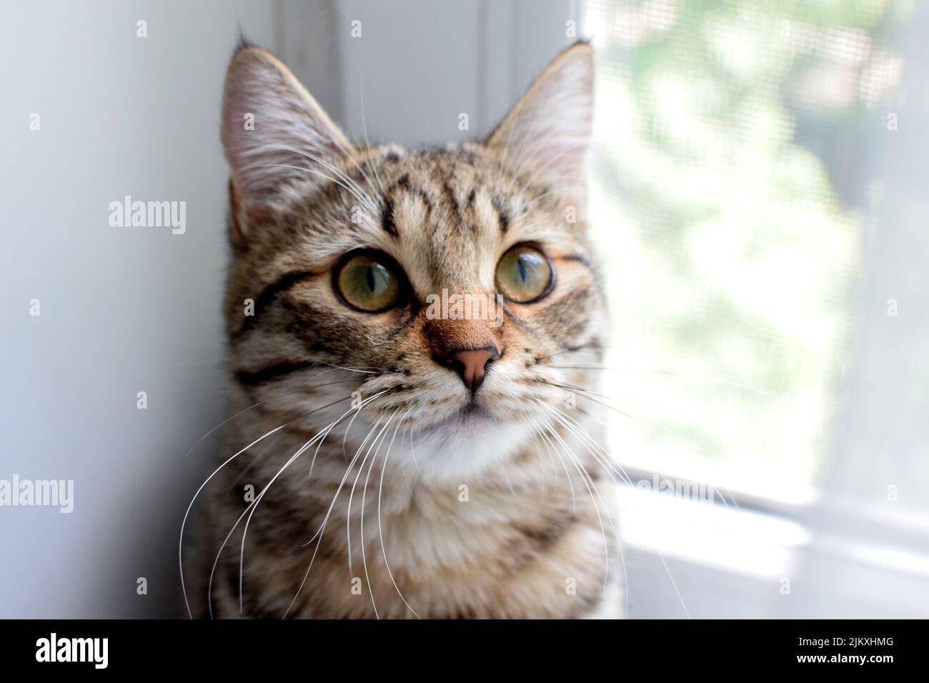 Domestic young striped cat sits by the window. Portrait of a cute