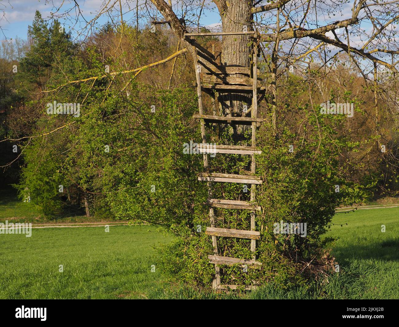 old woodenhunter stand built on a tree in the middle of a field Stock Photo