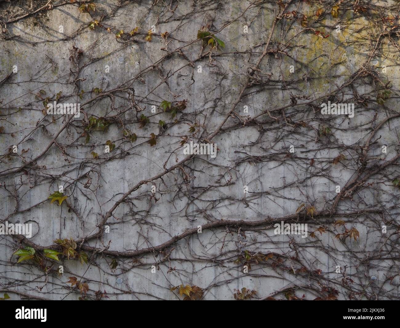 concrete wall with climbing plants on it, neutral pattern ideal for