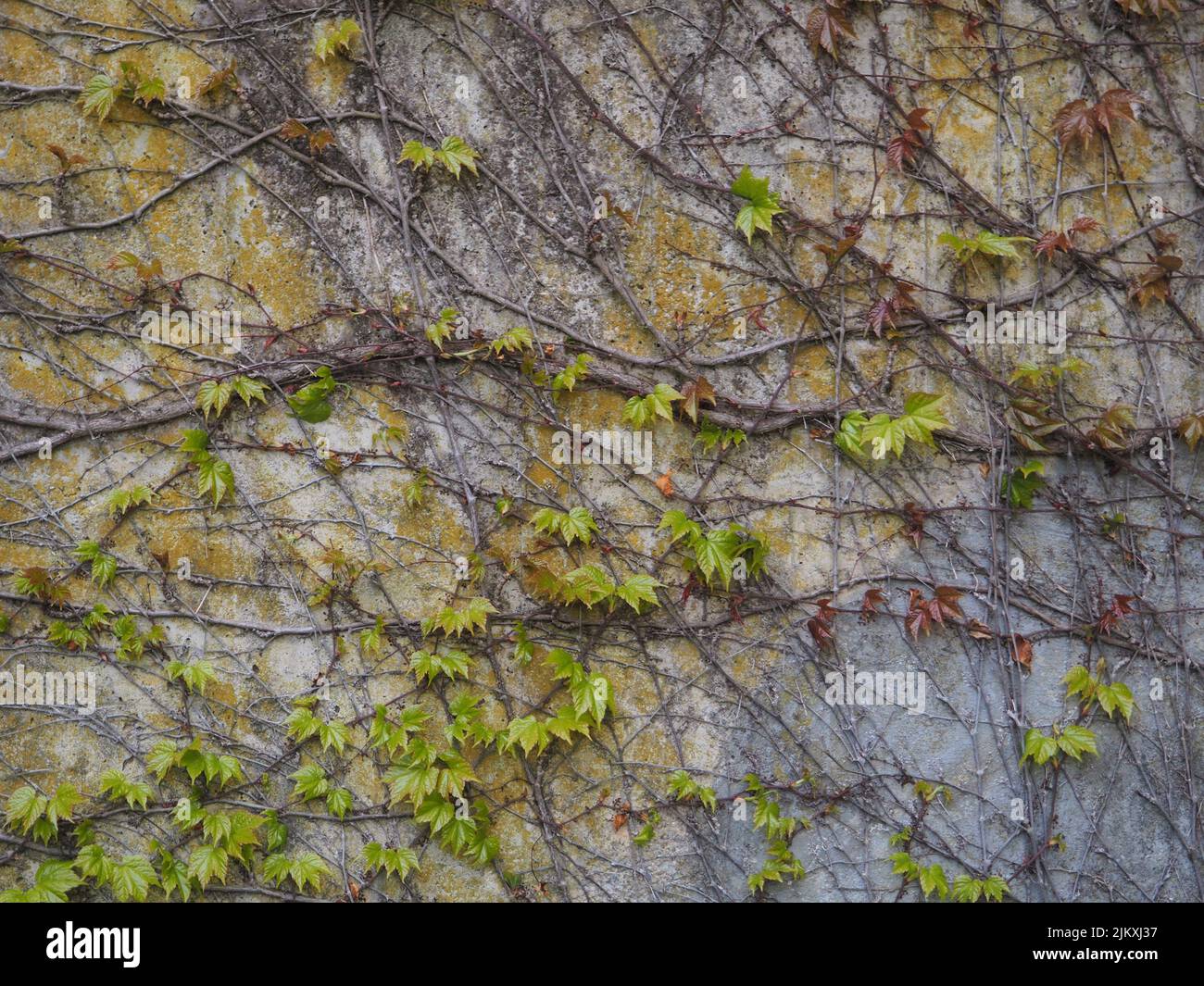 concrete wall with climbing plants on it, neutral pattern ideal for background Stock Photo