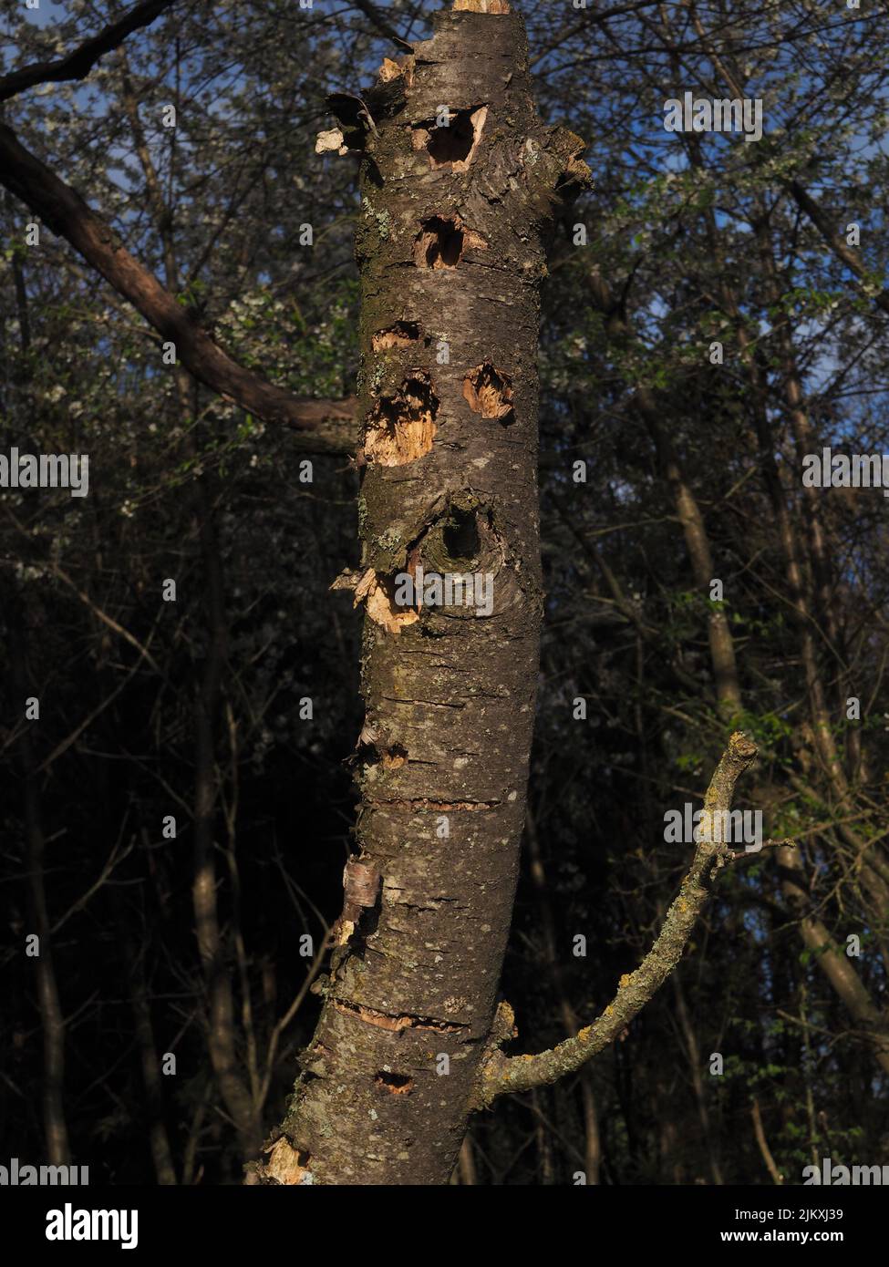 dead trunk with many holes from a woodpecker, shot at day with dark exposur Stock Photo