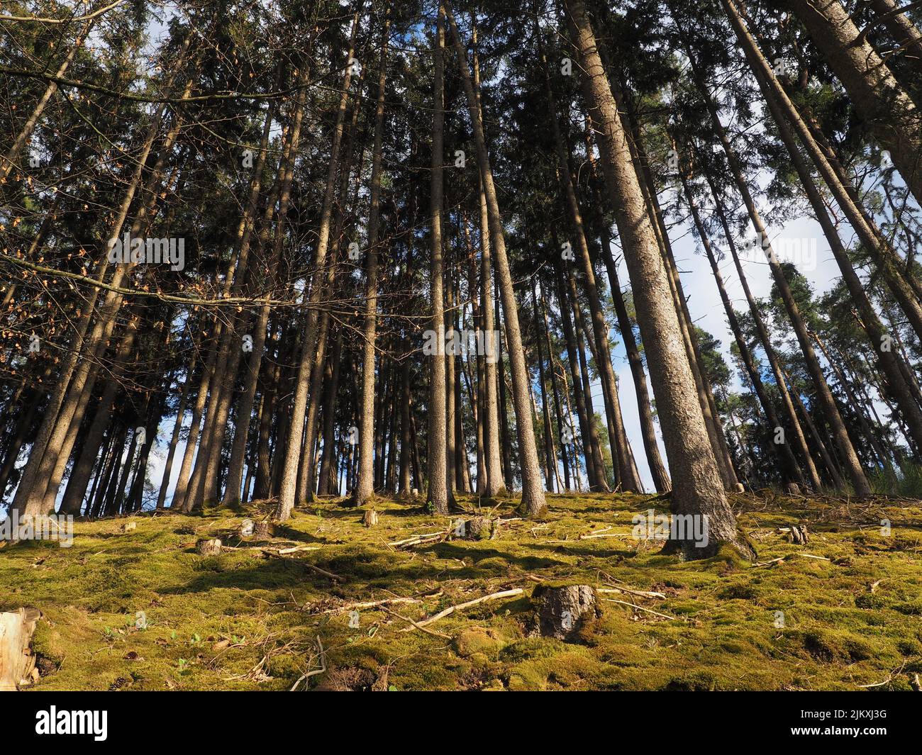Forest Bottom Moss bottom tree hi-res stock photography and images - Alamy