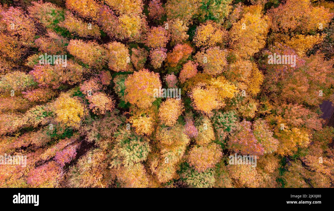 a top view shot of autumn golden forest Stock Photo - Alamy