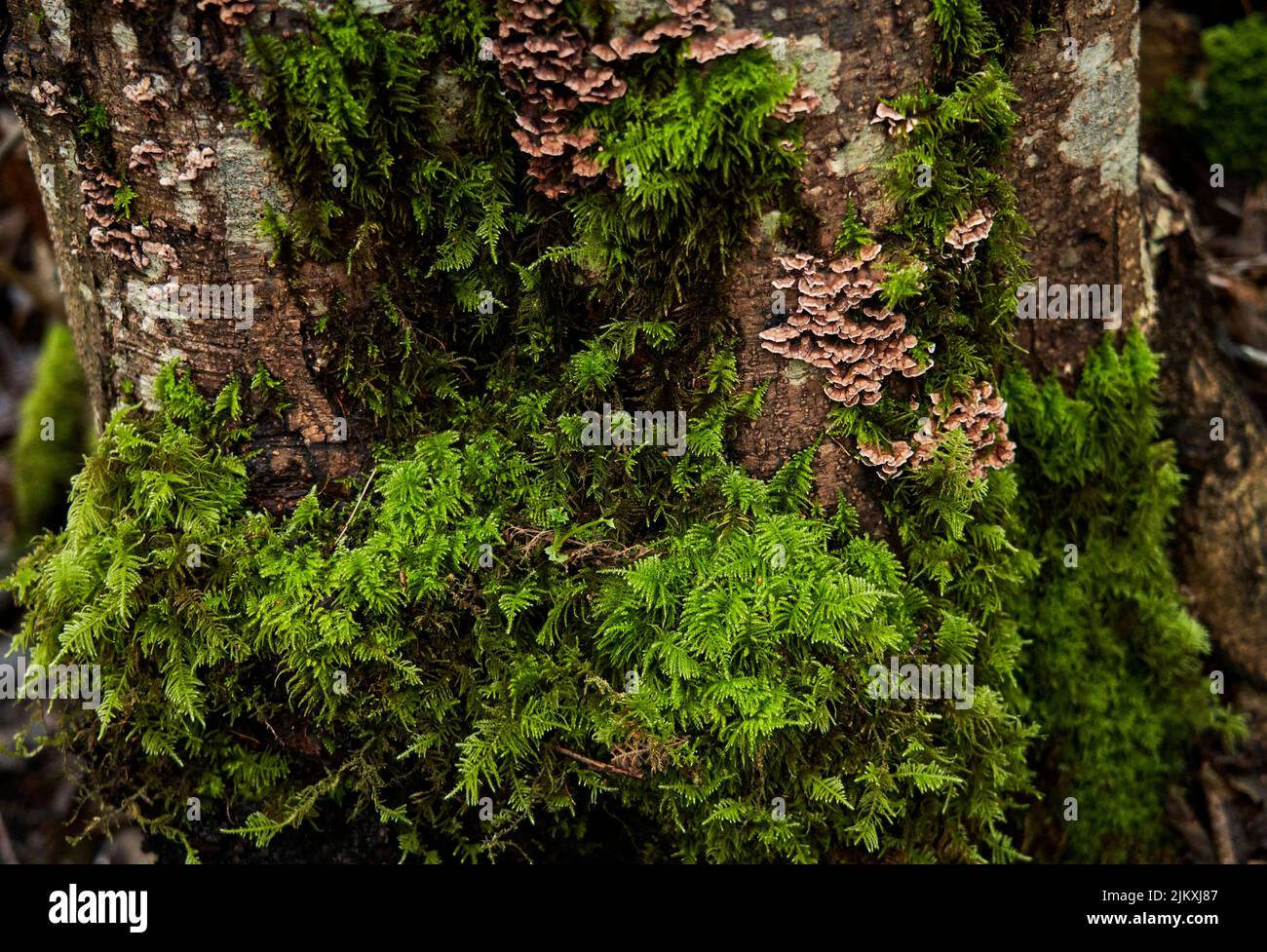 Bright green moss and small cluster fungi growing on a tree trunk. Stock Photo