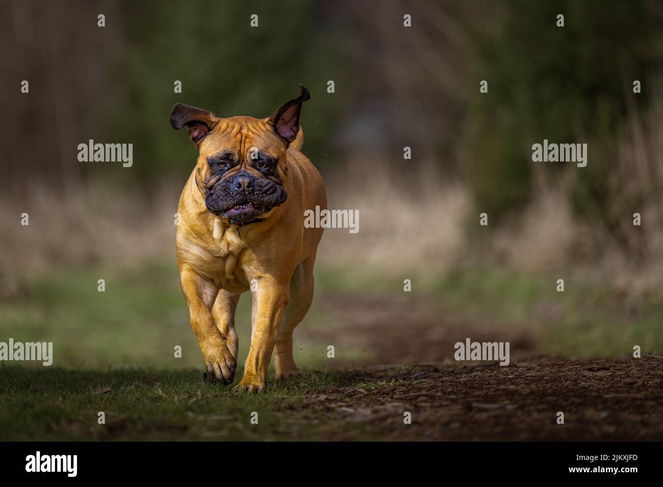 A LARGE BULLMASTIFF TROTTING DOWN A TRAIL WITH HER EARS FLYING AND BRIGHT EYES WITH A BLURRY