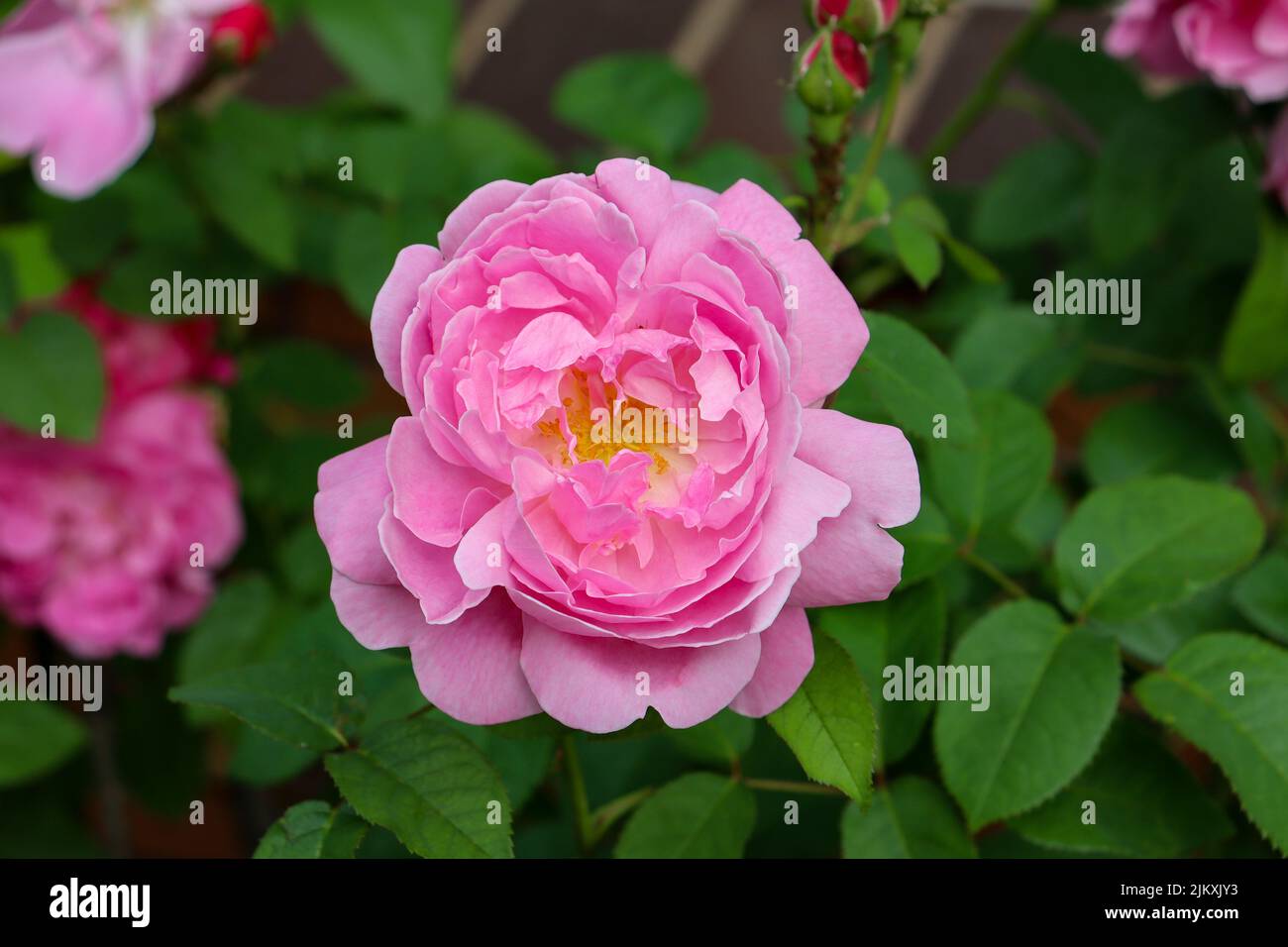 old fashioned pink rose bloom in garden Stock Photo Alamy