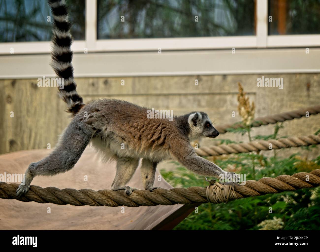 Ring-tailed lemur Calgary Zoo Alberta Stock Photo