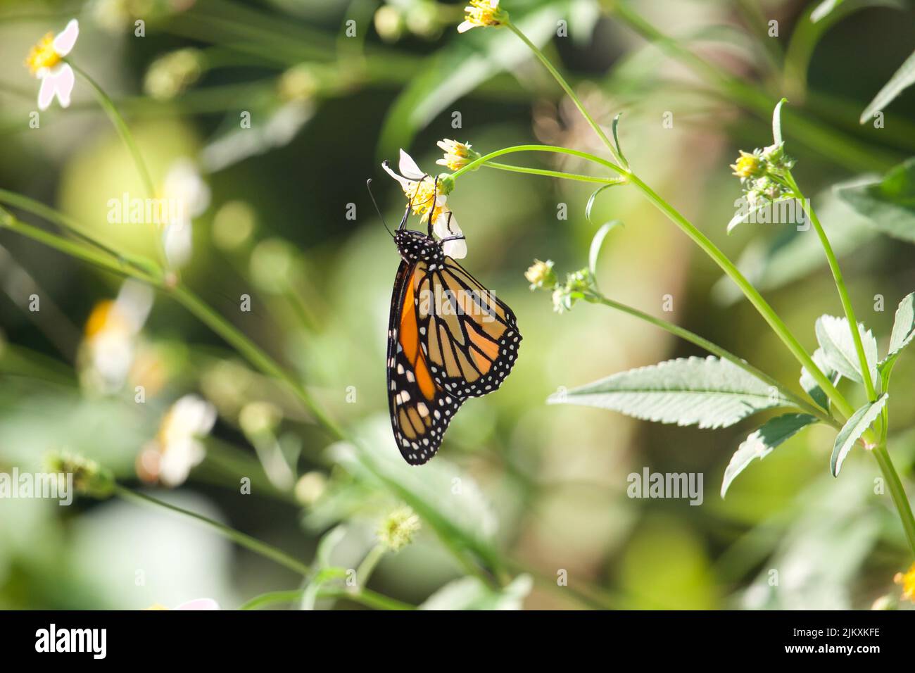 White Peacock Butterfly Stock Photo - Alamy