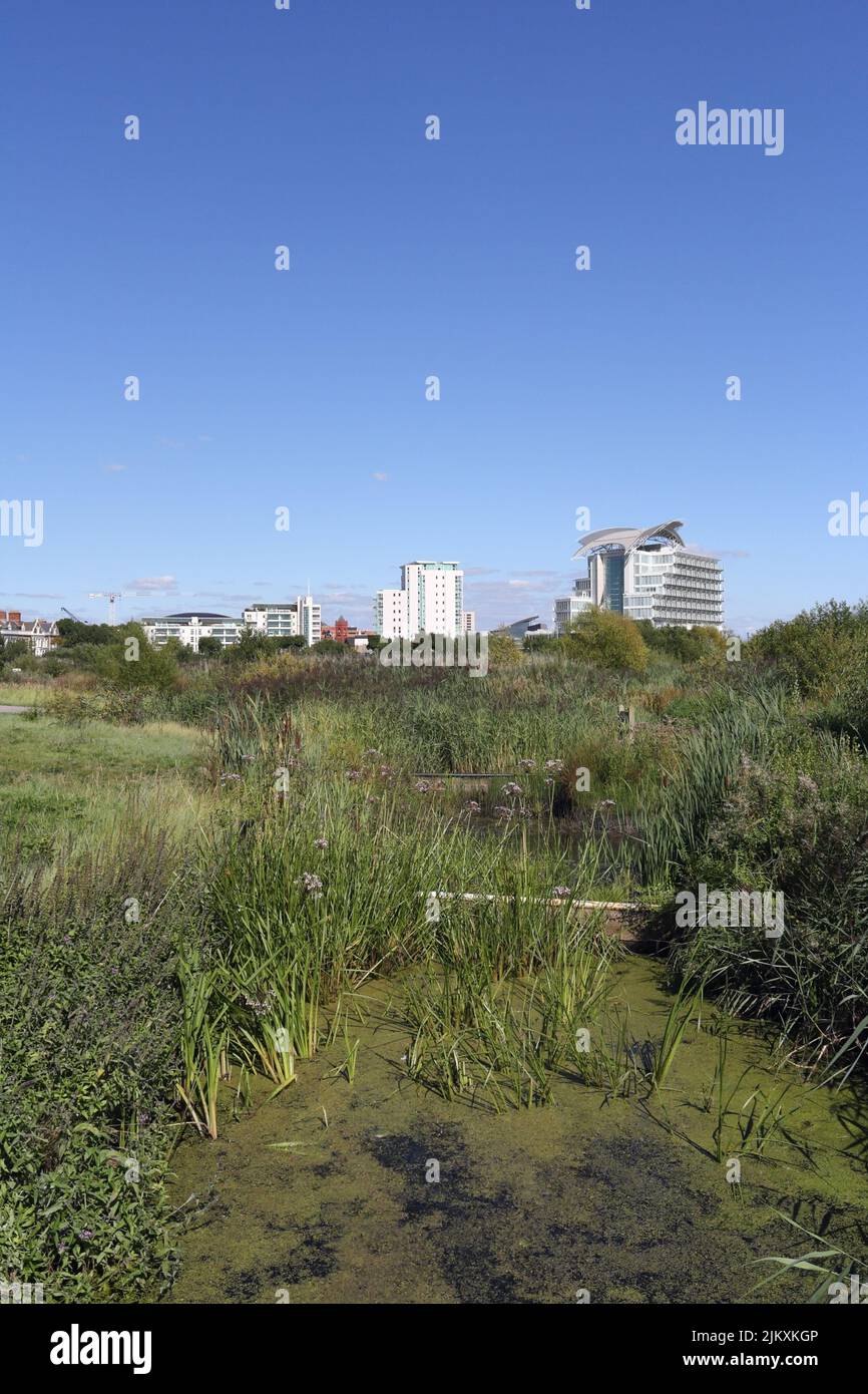 St Davids hotel and Cardiff Bay wetlands nature reserve, Wales UK. Biodiversity hotspot, reedbed on reclaimed land Stock Photo