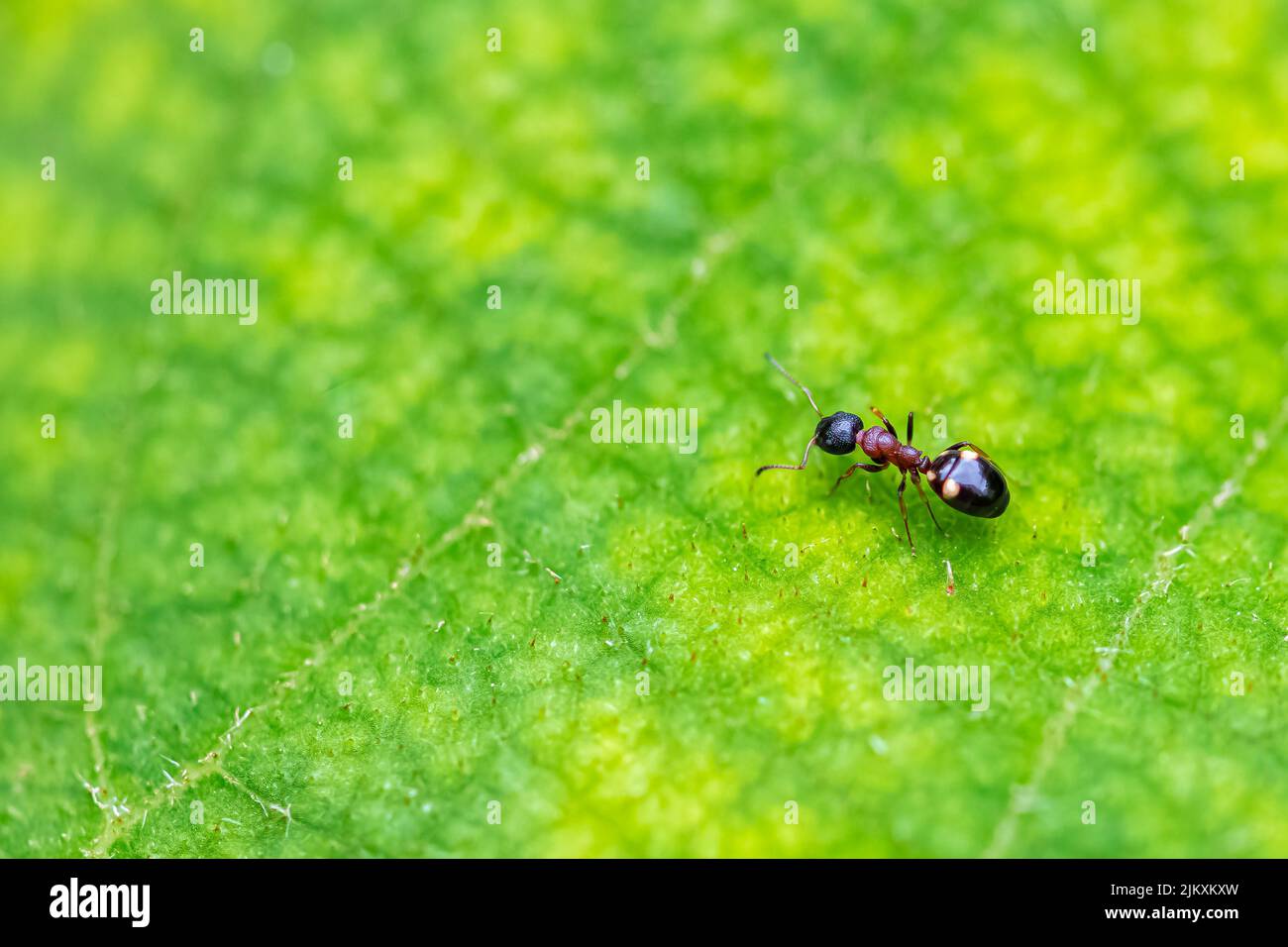 Ant, Dolichoderus quadripunctatus, walking on a green leaf in spring Stock Photo