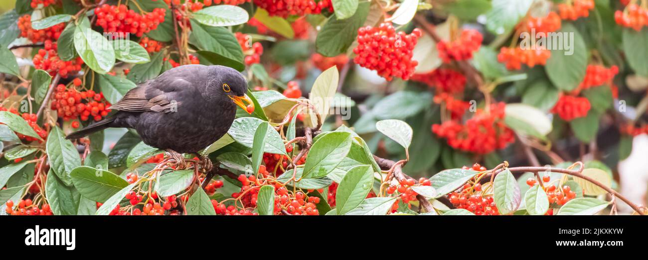 Common blackbird, Turdus merula, eating red seeds in a tree Stock Photo