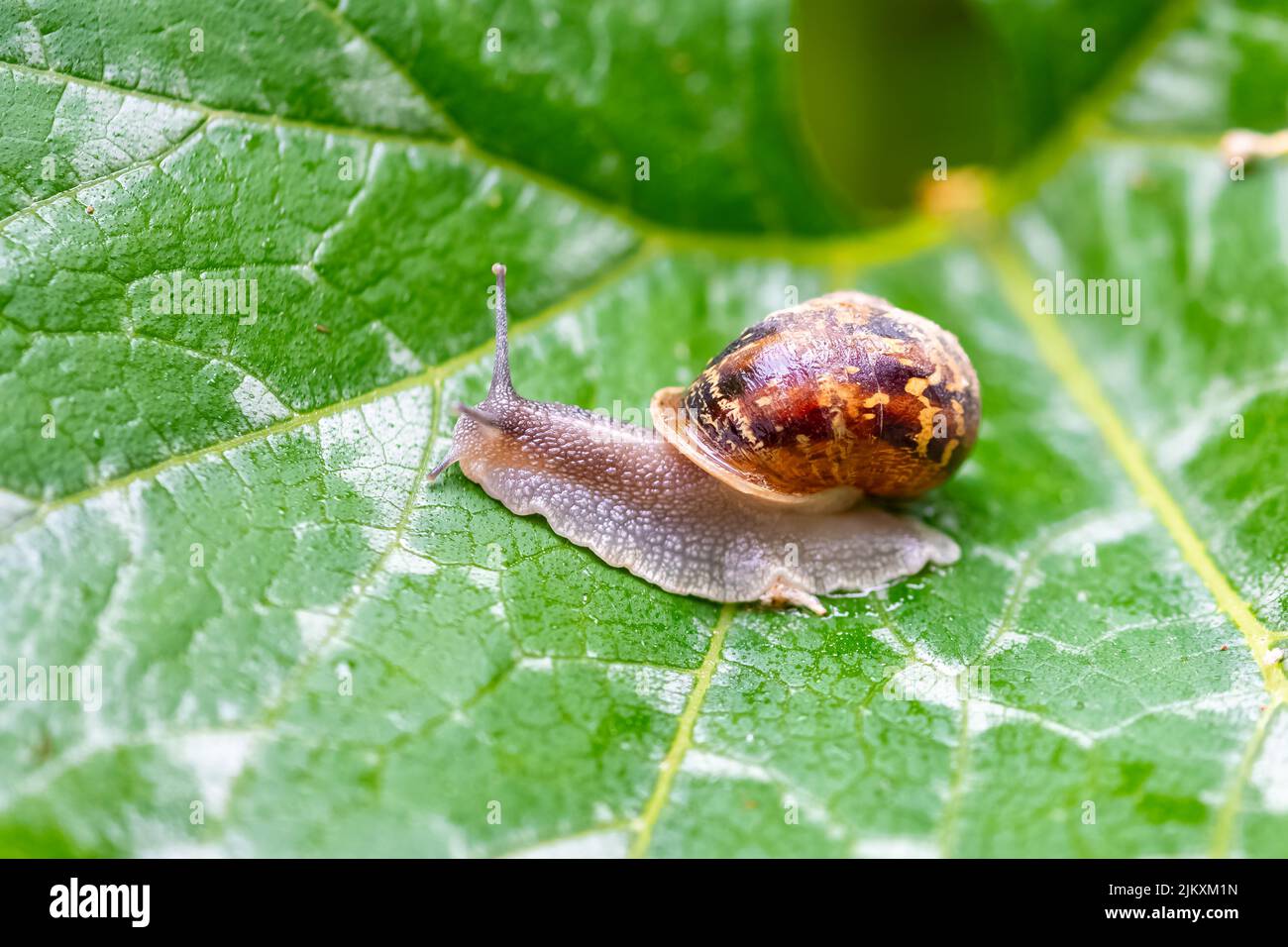 a-big-snail-in-the-garden-after-the-rain-stock-photo-alamy
