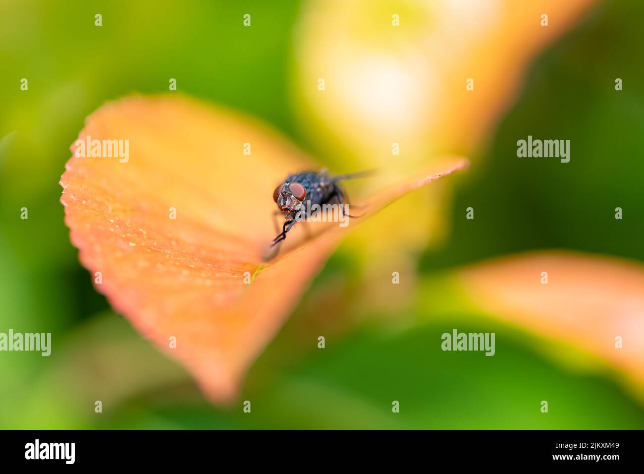 A fly standing on a leaf in the garden Stock Photo