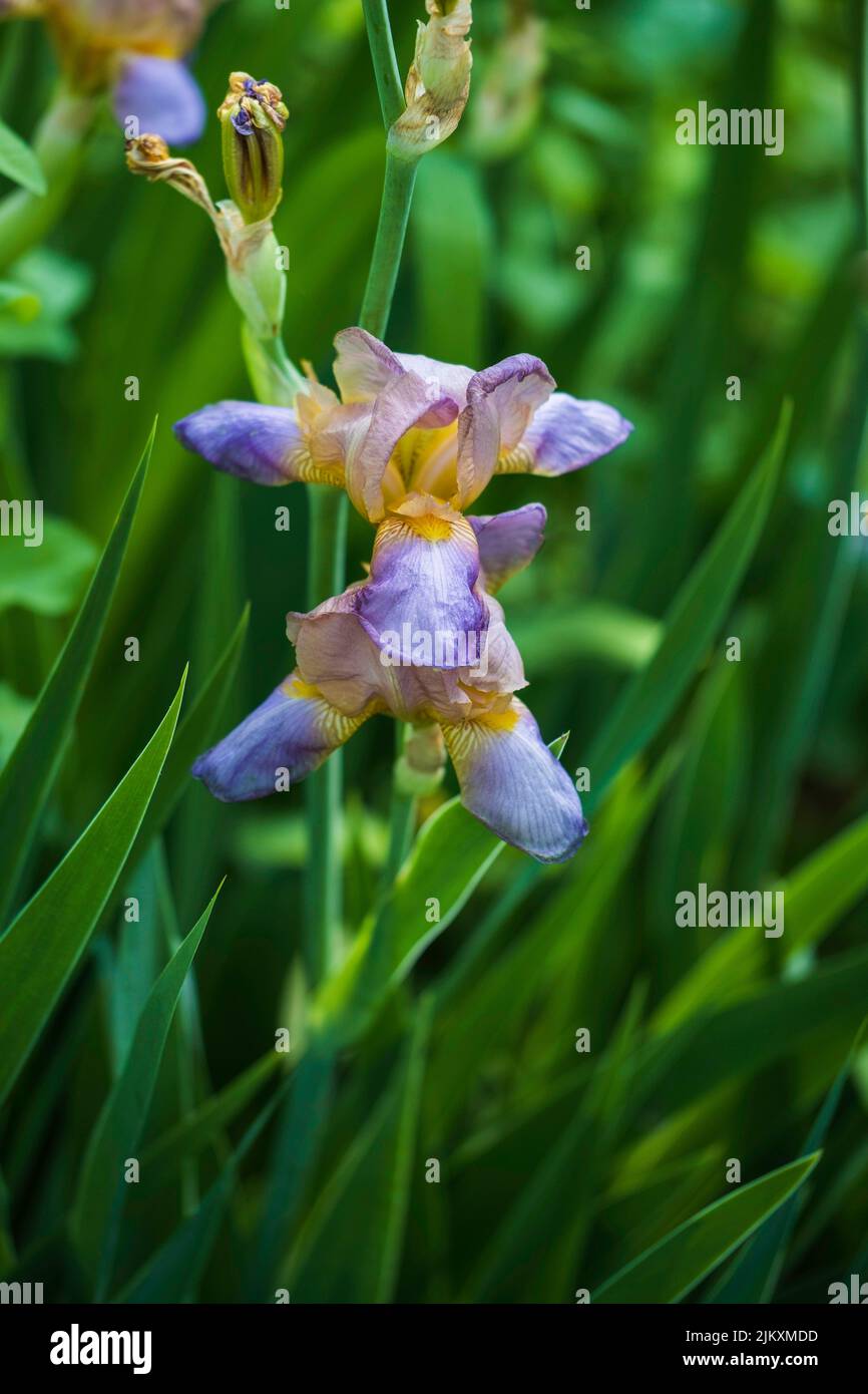 Blue bearded tall Irises blooming in the spring. Kansas, USA. Stock Photo