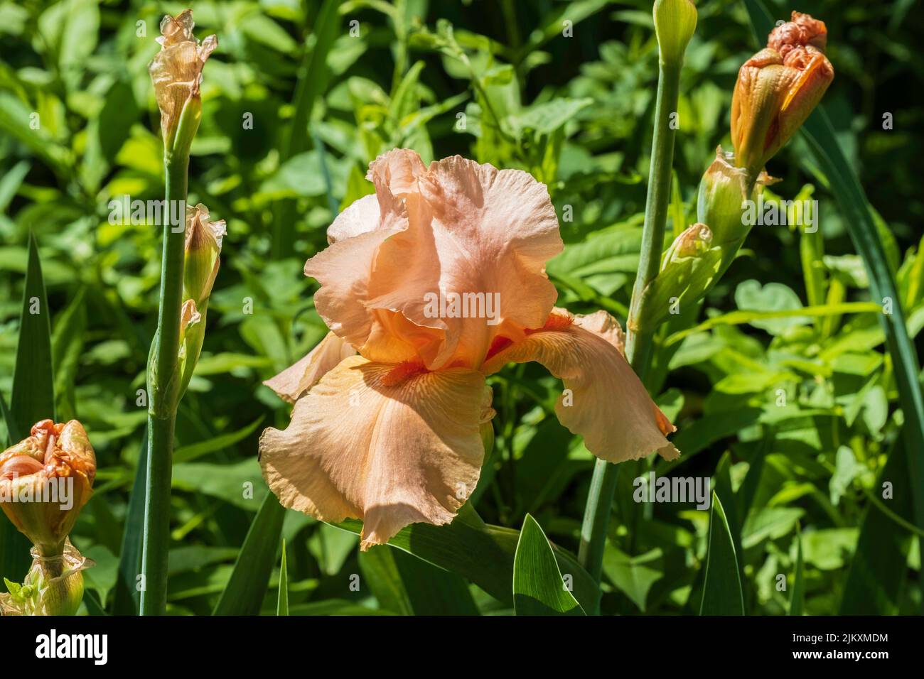 Coral Bearded Iris Germanica ‘Beverly Sills’ bloom on a sunny spring day. Kansas, USA. Stock Photo
