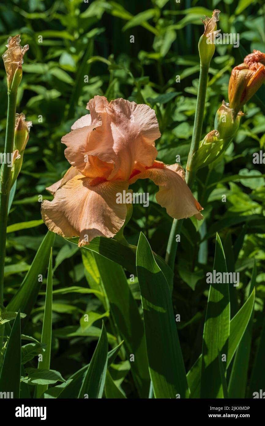 Coral Bearded Iris Germanica ‘Beverly Sills’ bloom on a sunny spring day. Kansas, USA. Stock Photo