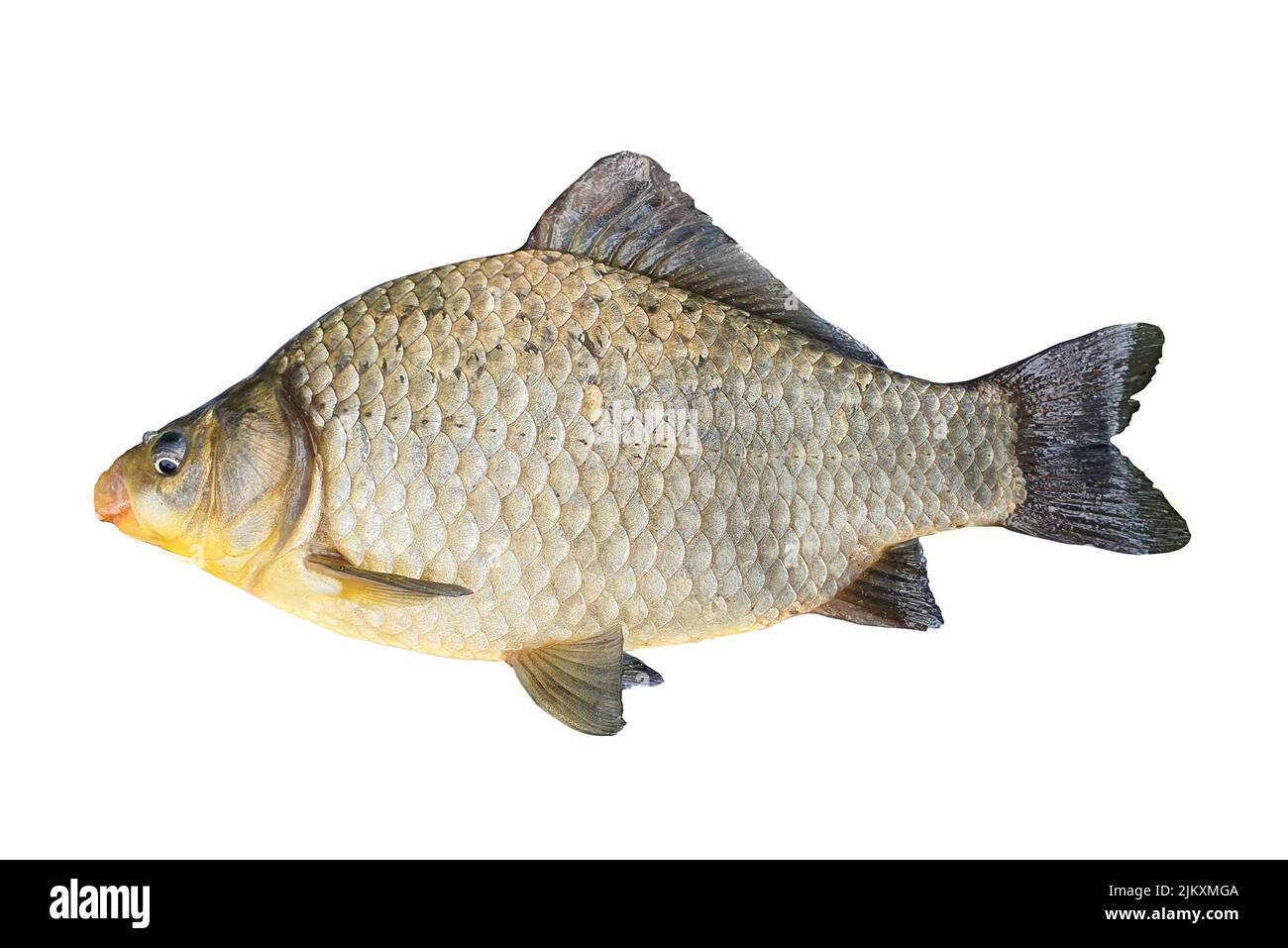 A Crucian carp isolated on a white background Stock Photo - Alamy