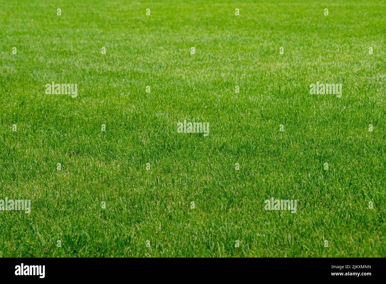 Perfect grass hi-res stock photography and images - Alamy