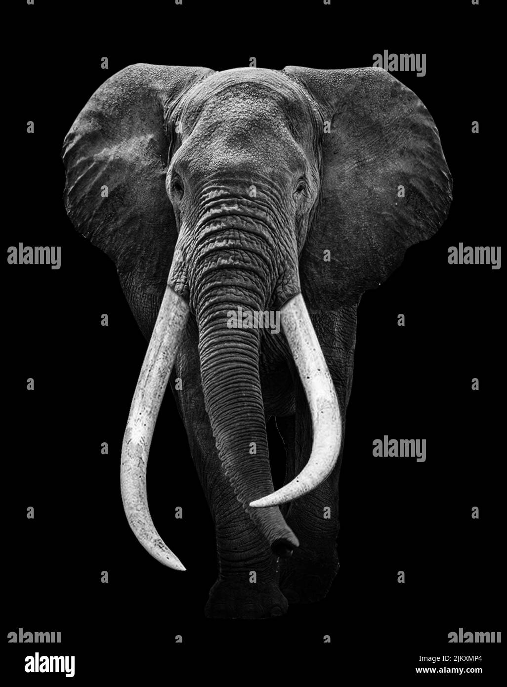 A selective focus shot of an elephant isolated on a black background Stock Photo