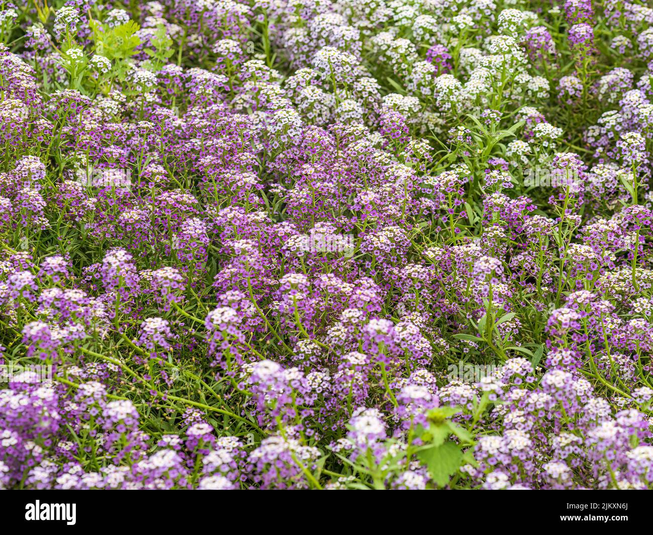 Dainty purple and white flowers of Lobularia maritima Alyssum maritimum