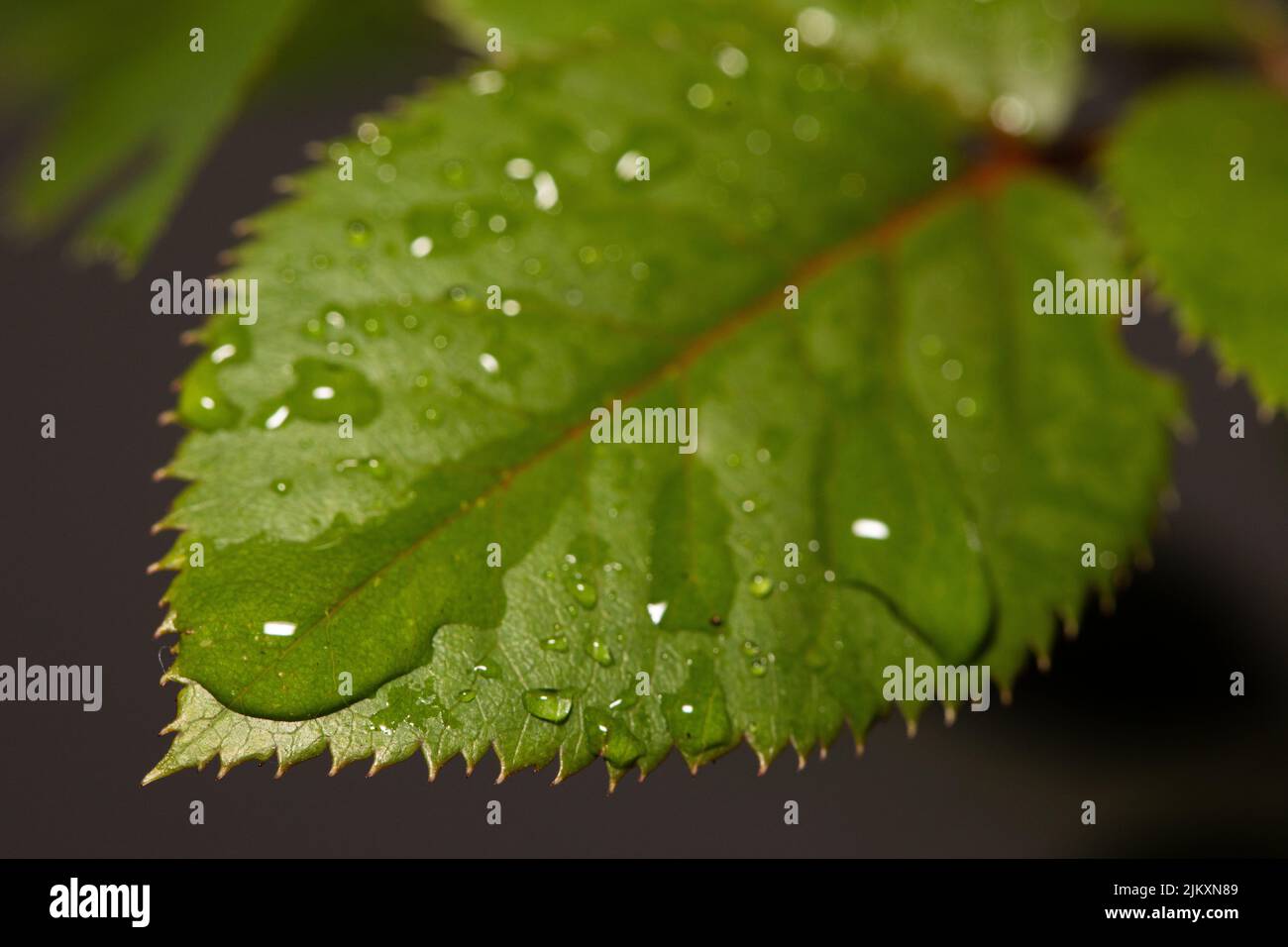 A closeup shot of a green leaf with water droplets on it Stock Photo
